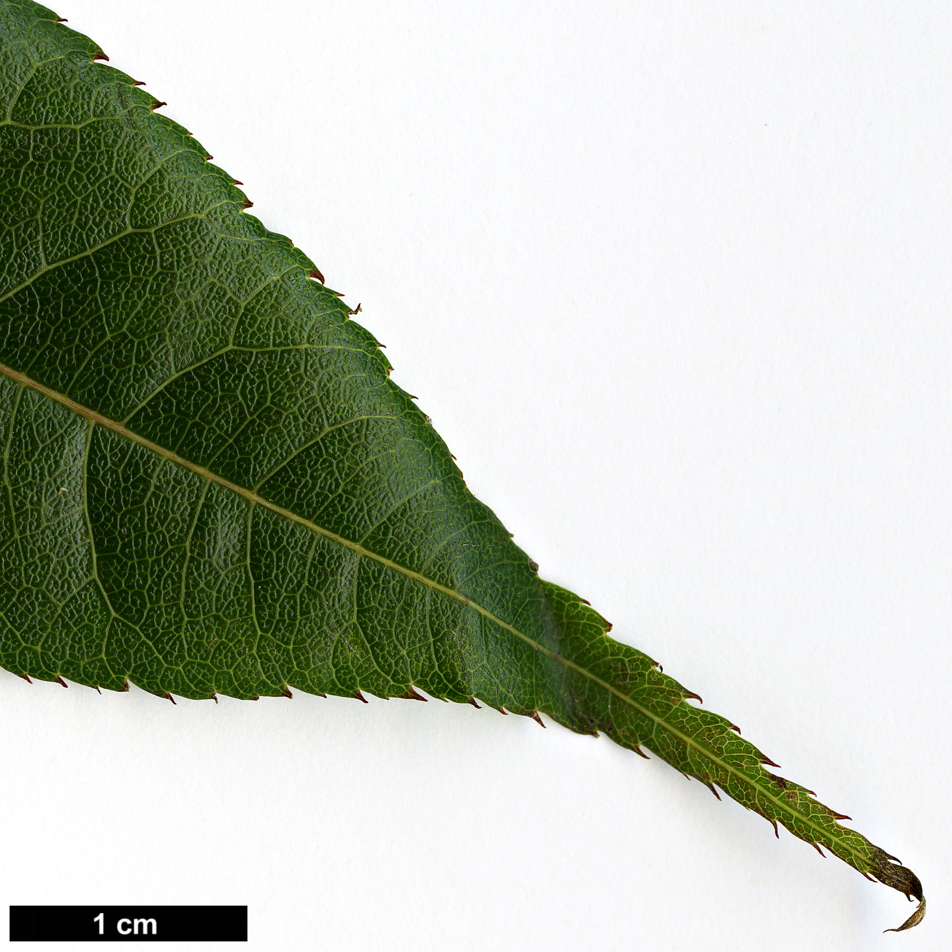 High resolution image: Family: Sapindaceae - Genus: Acer - Taxon: campbellii - SpeciesSub: subsp. campbellii